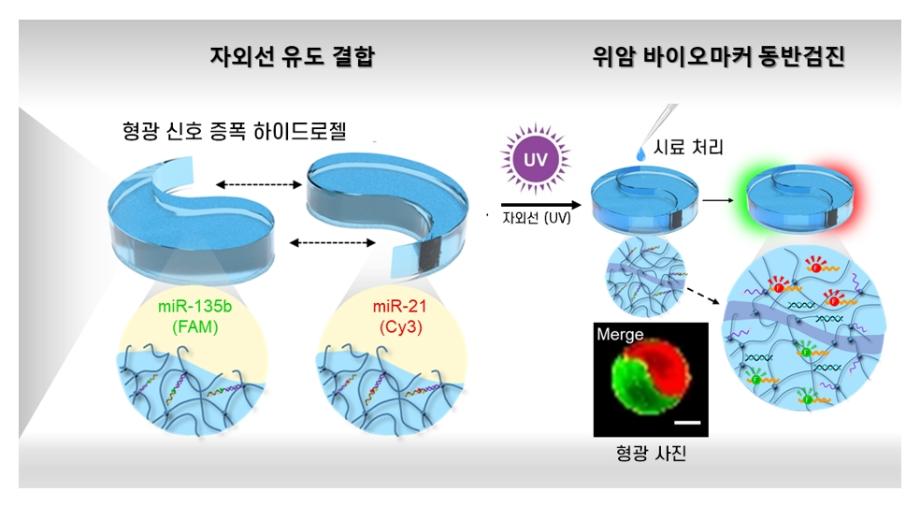 [UST 학생 연구성과] 위암 정밀 진단 유전자 검출 플랫폼 개발 이미지